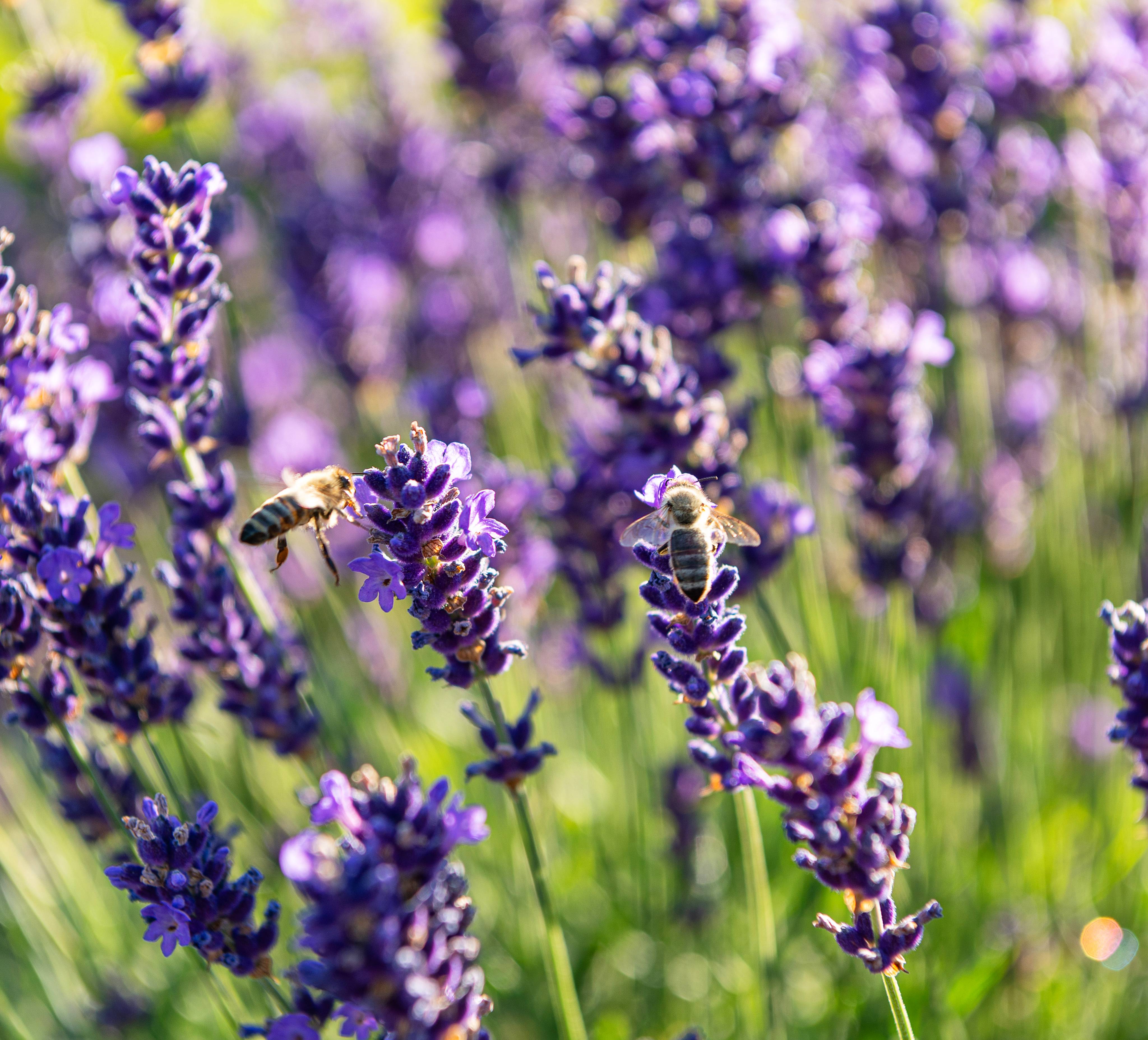 Nahaufnahme Lavendel