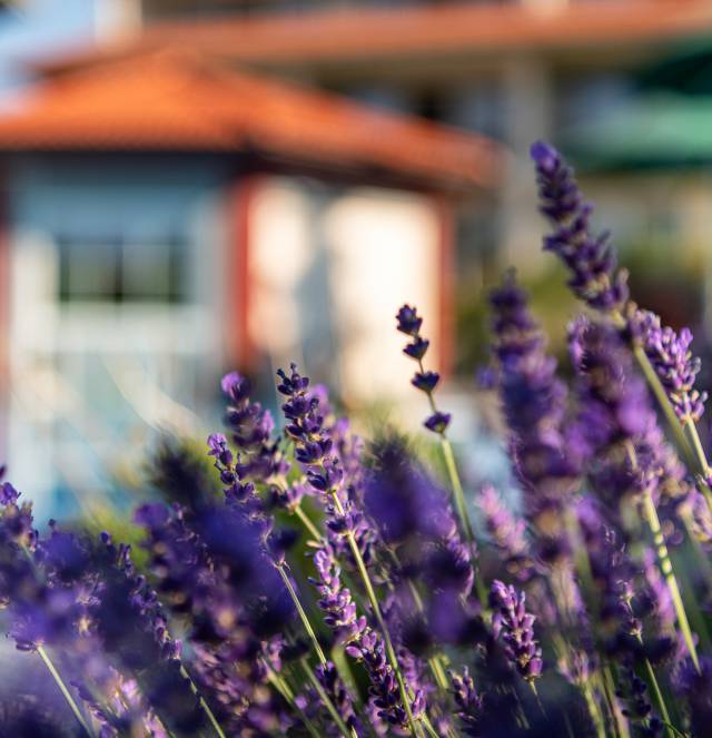 Lavendel Garten 4* S Hotel Dein Engel