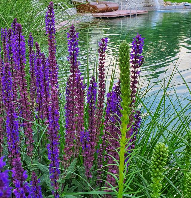 Nahaufnahme Blumen am See