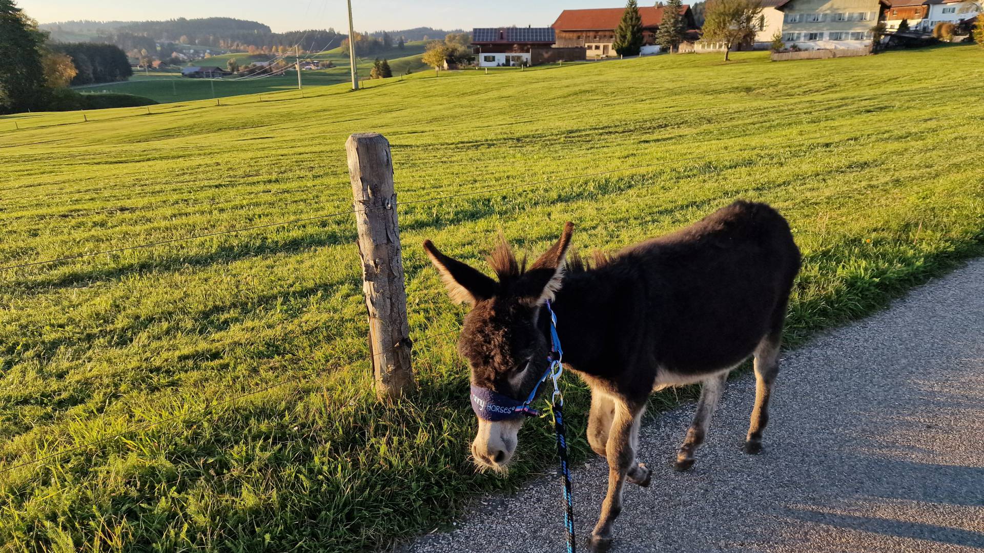 Esel reiten und führen