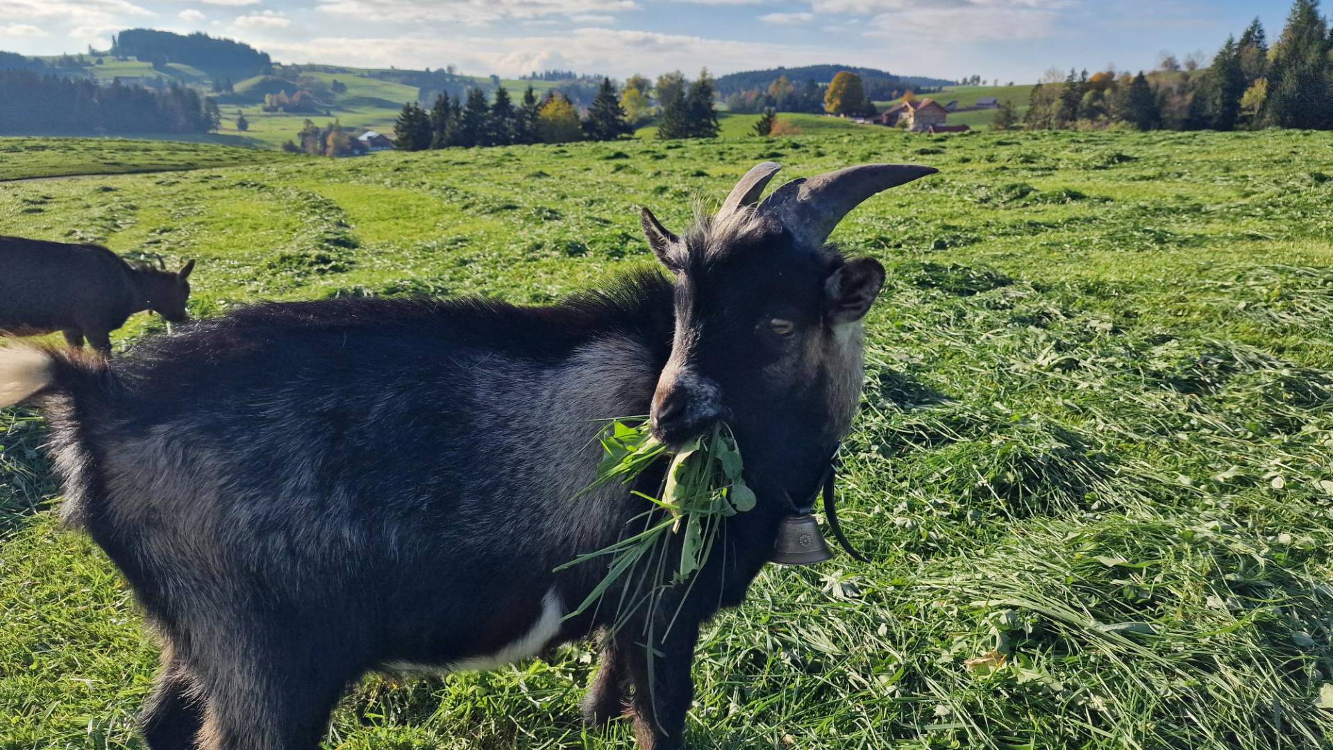 Ziegen und Esel streicheln - Hotel Dein Engel Oberstaufen