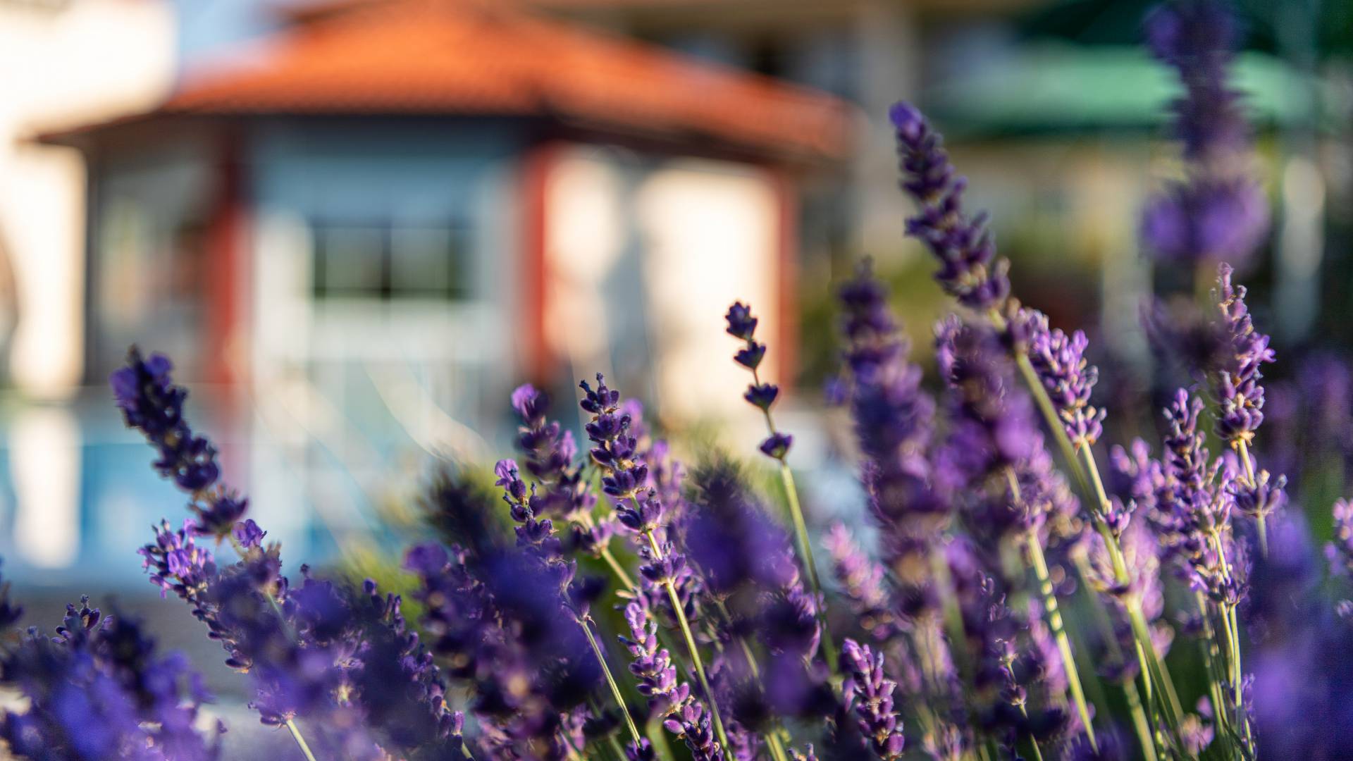 Lavender in the hotel garden